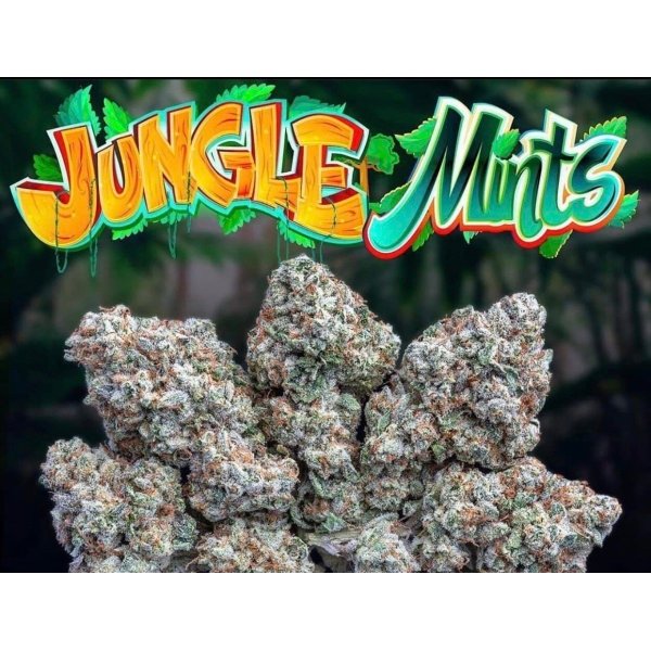 Jungle Mints Strain